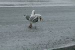 PICTURES/Rialto Beach/t_Courting Gull4.JPG